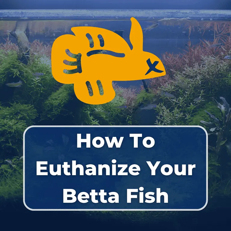 how to euthanize a betta fish