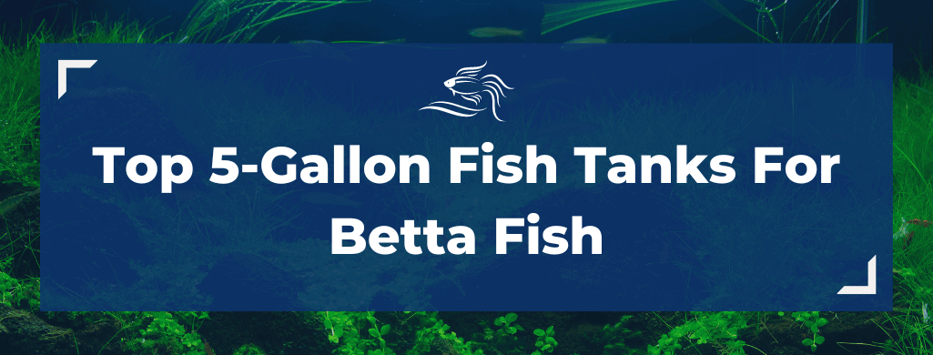The Best 5 Gallon Fish Tank For Bettas: Top 4 Reviews And FAQ