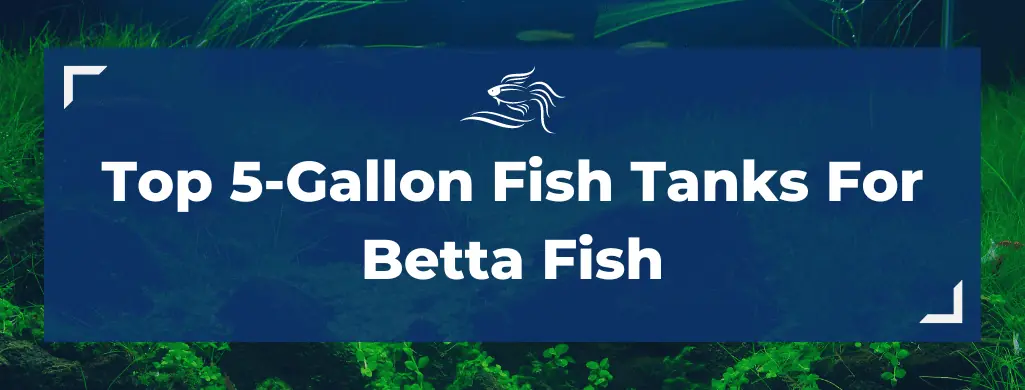 best 5 gallon fish tank for betta atf