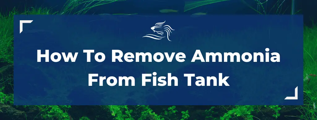 remove ammonia from fish tank atf