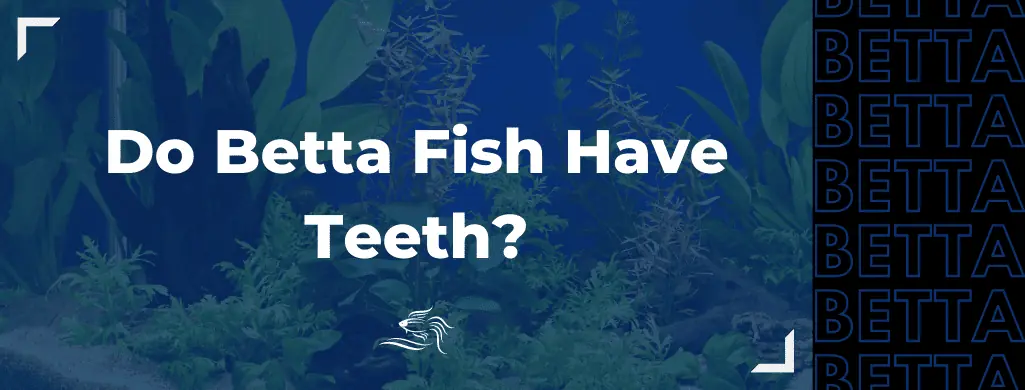 do betta fish have teeth atf