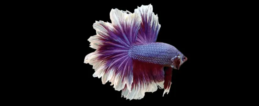 feathertail betta appearance