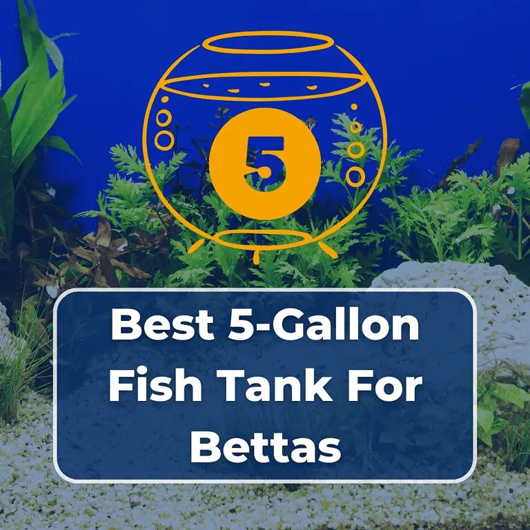 best 5 gallon fish tank for bettas featured