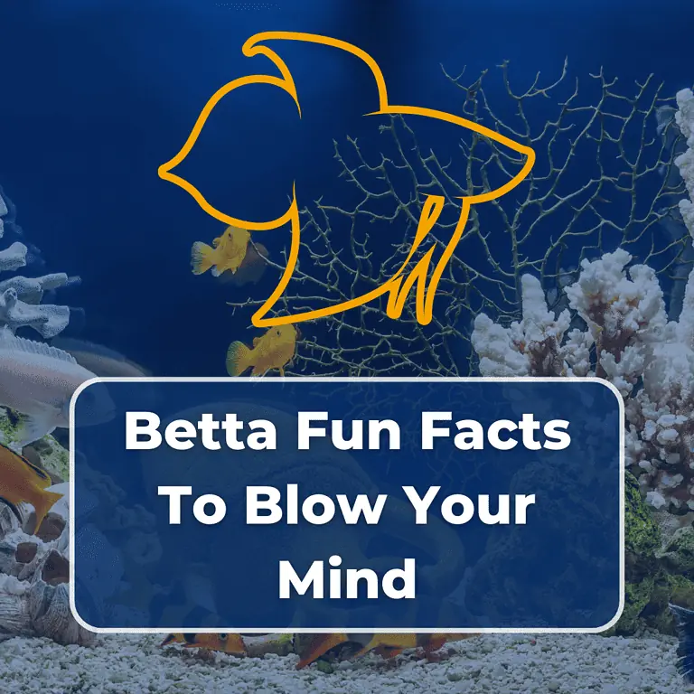 betta fish fun facts featured