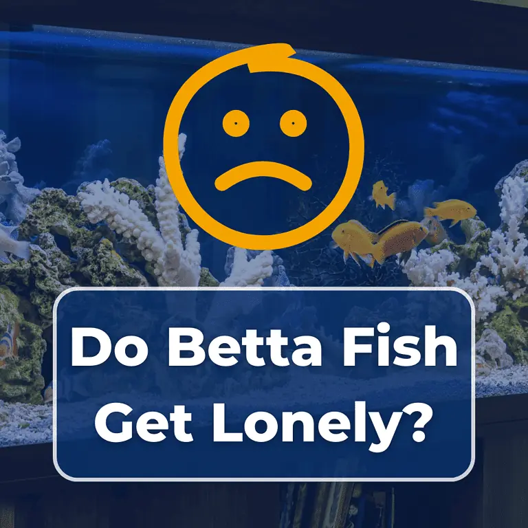 do betta fish get lonely featured