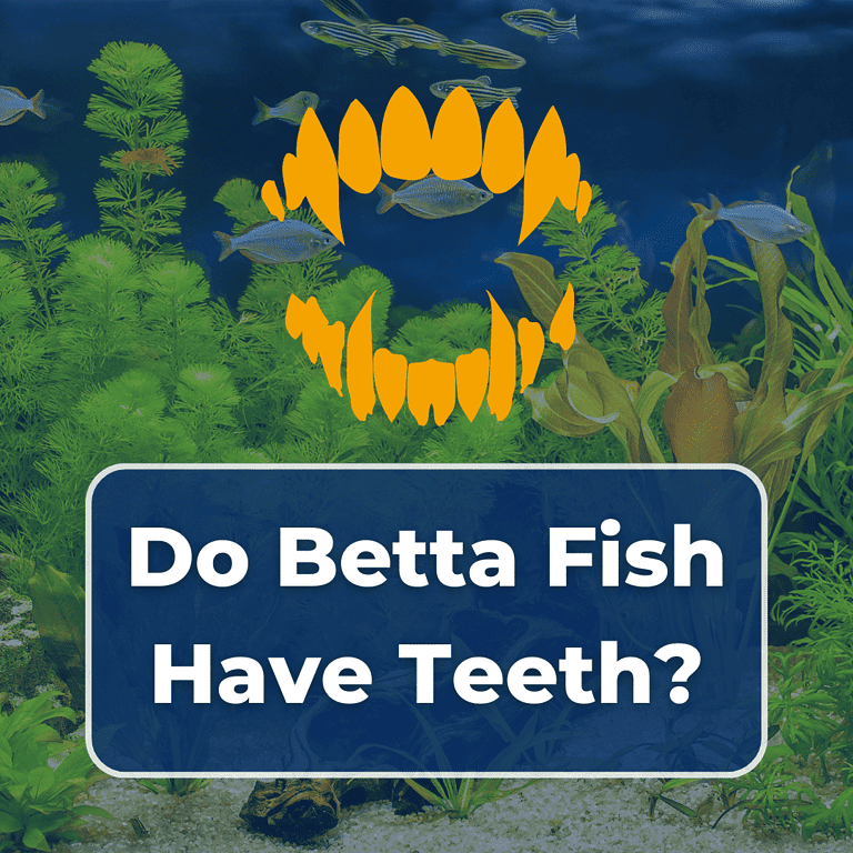 do betta fish have teeth featured