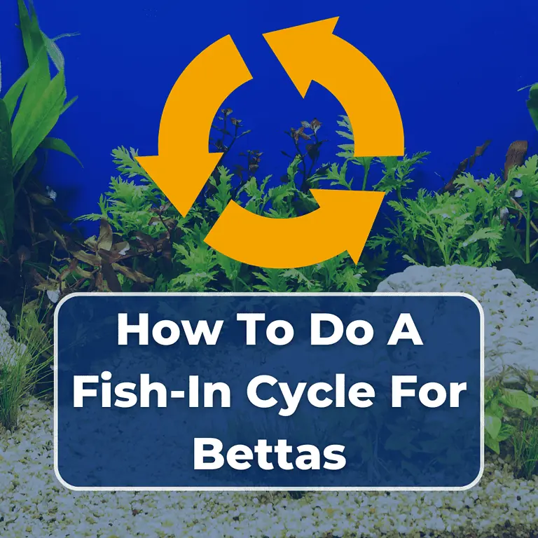 fish in cycle betta featured