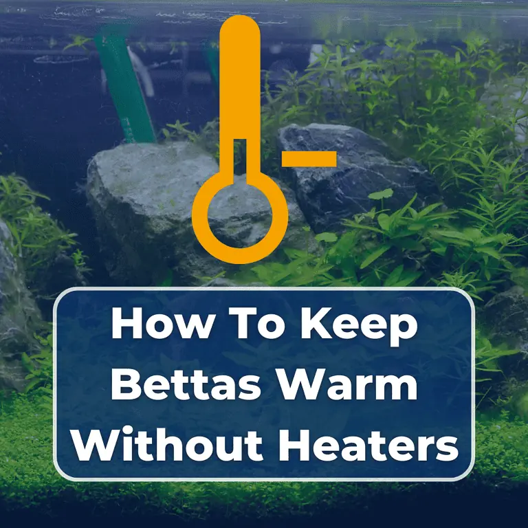 how to keep betta fish warm without a heater featured