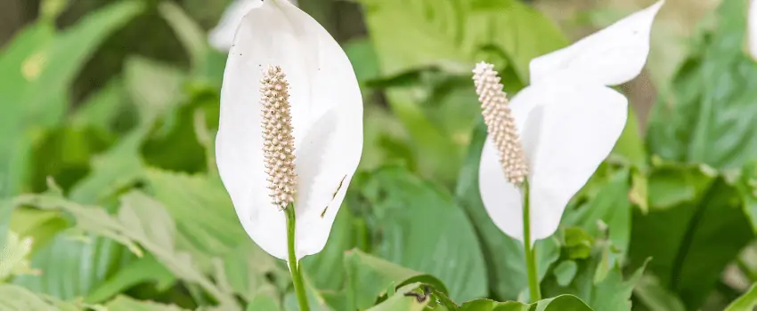 peace lily aquarium plant