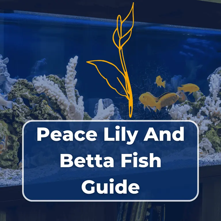 peace lily betta fish featured