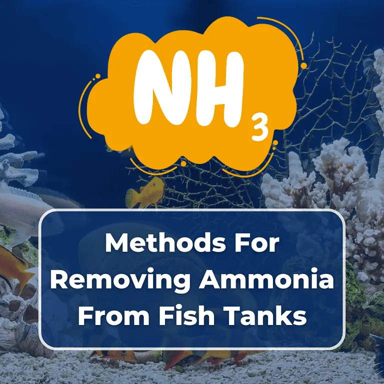 remove ammonia from fish tank featured