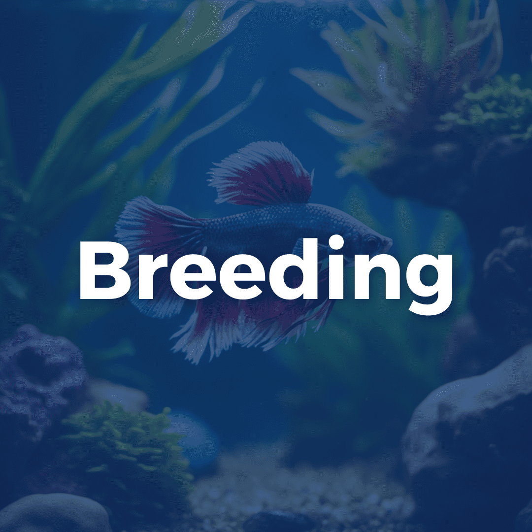 Betta Fish Breeding 101  How-To - Maryland Aquarium Design