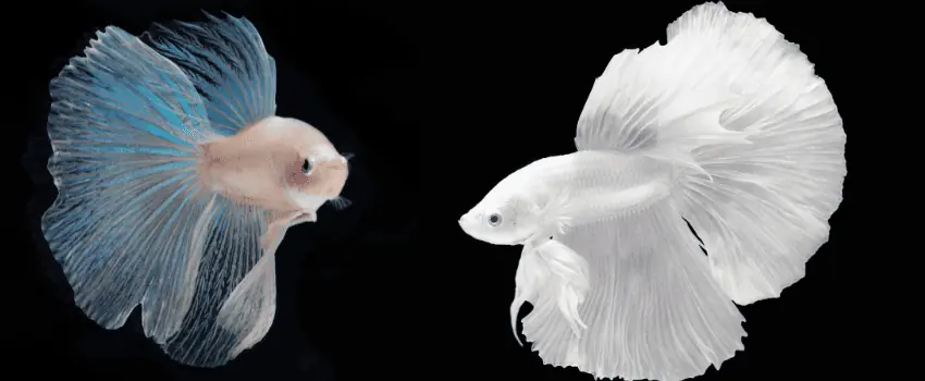 White Opal Betta Fish VS. Platinum Betta Fish