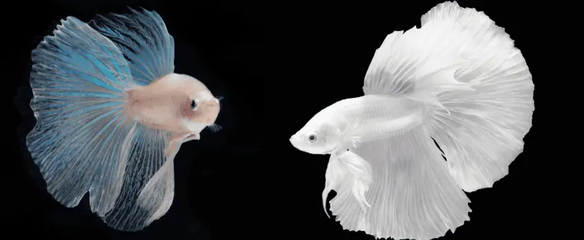 All white betta fish best sale