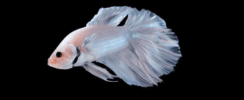 white opal betta fish with a pinkish hue.