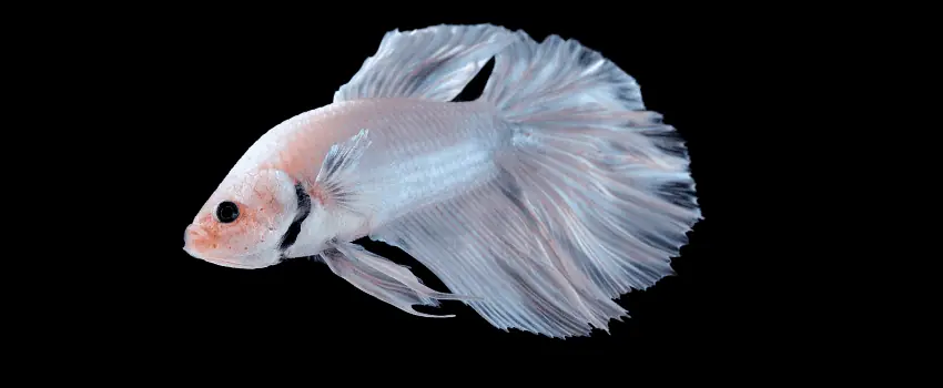 White Opal Betta Fish: Understanding Their Genetics And Care