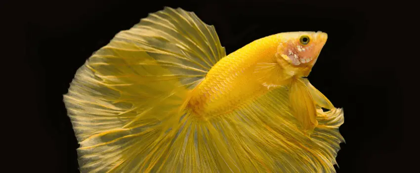 yellow betta fish